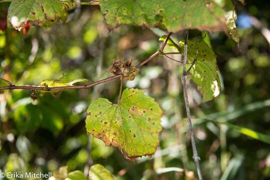 Image of Ampelomyia vitiscoryloides (Packard 1869)