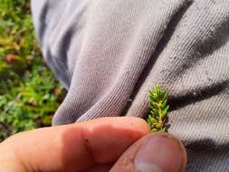 Image of purple crowberry