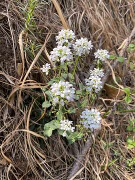 Image of Noccaea sylvia (Gaudin) F. K. Mey.