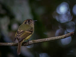 Leptopogon amaurocephalus amaurocephalus Cabanis 1846 resmi