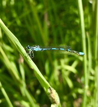 Image of Arctic Bluet