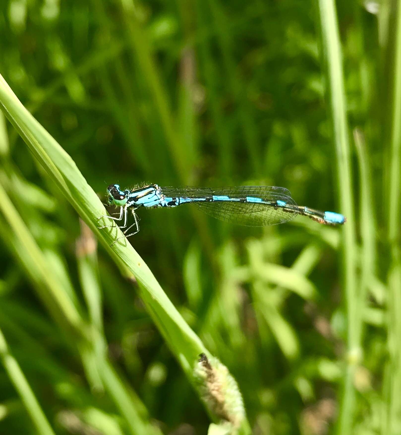 Plancia ëd Coenagrion johanssoni (Wallengren 1894)