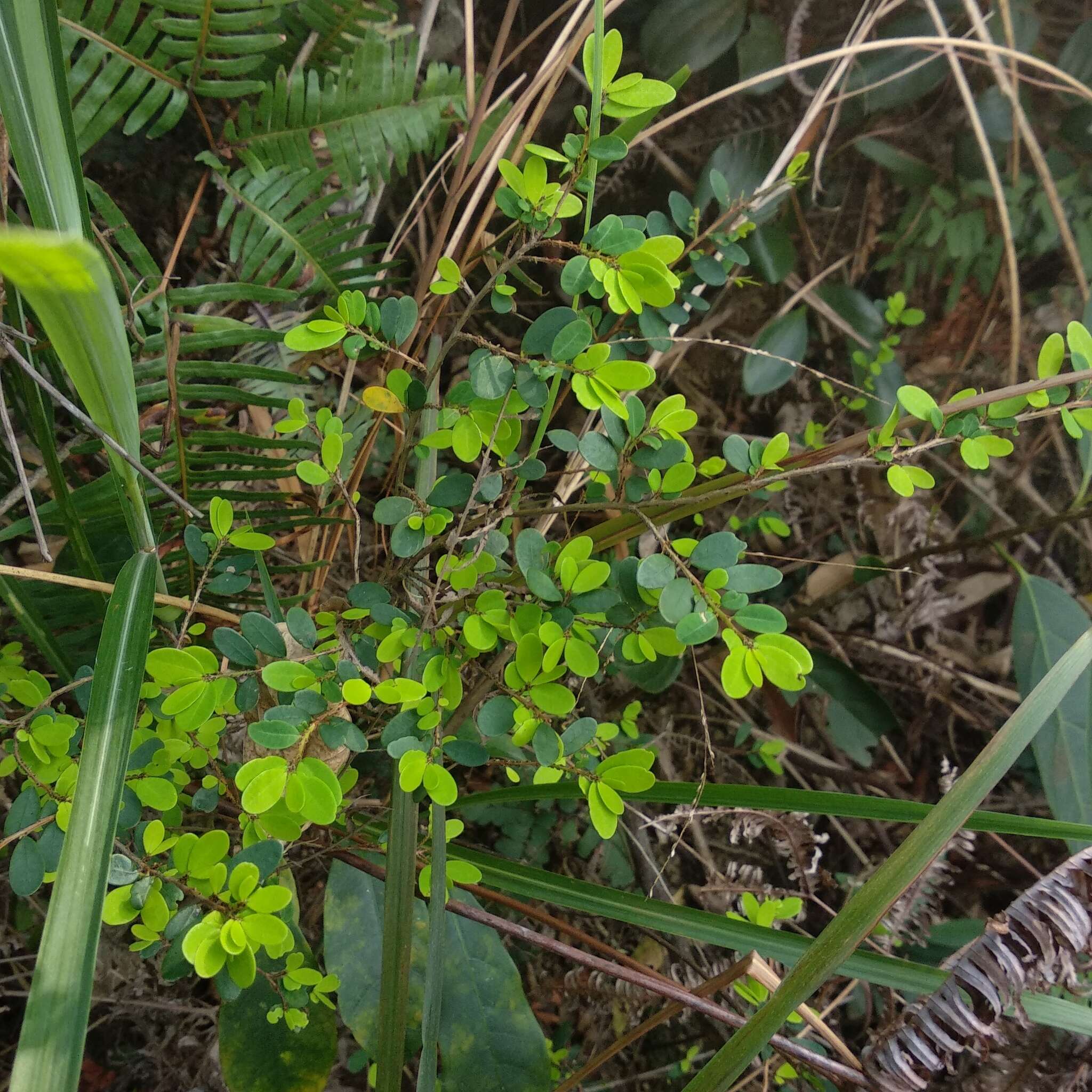 Image of Phyllanthus cochinchinensis Spreng.