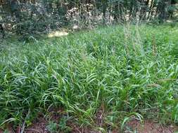 Sivun Calamagrostis villosa (Chaix) J. F. Gmel. kuva