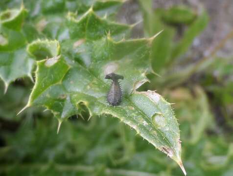 Cassida (Cassida) alpina Bremi-Wolf 1855的圖片