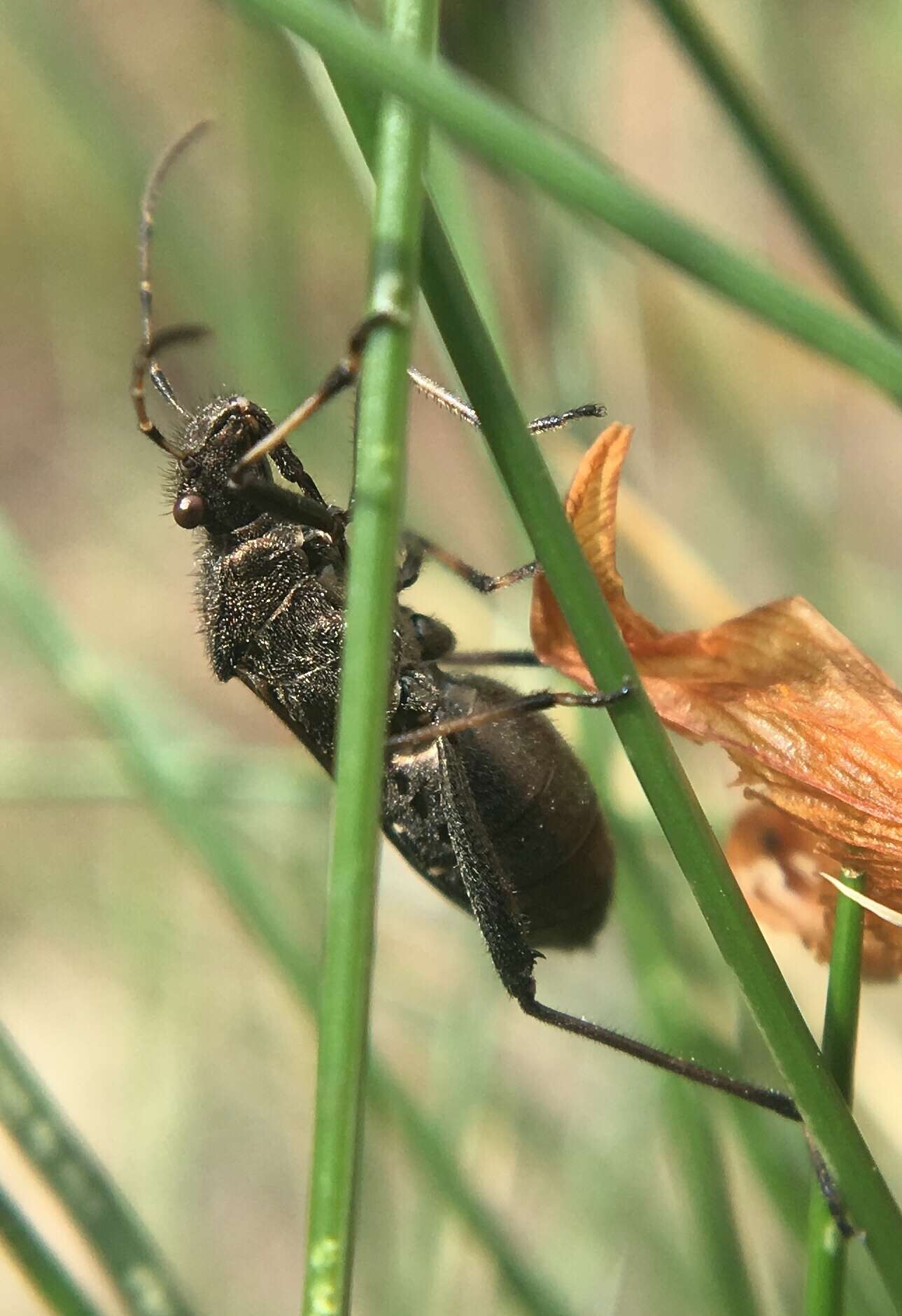 Alydus calcaratus (Linnaeus 1758) resmi