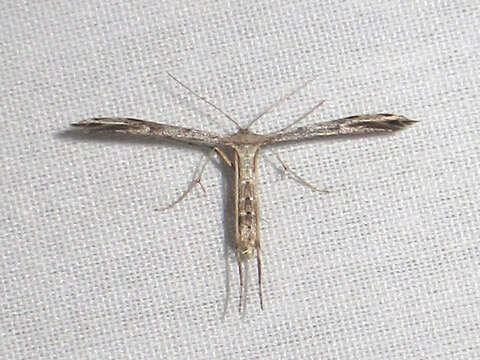 Image of Ragweed Plume Moth