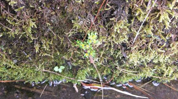 Image of Sedum actinocarpum Yamam.