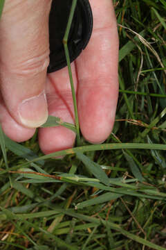 Image of Phleum bertolonii DC.