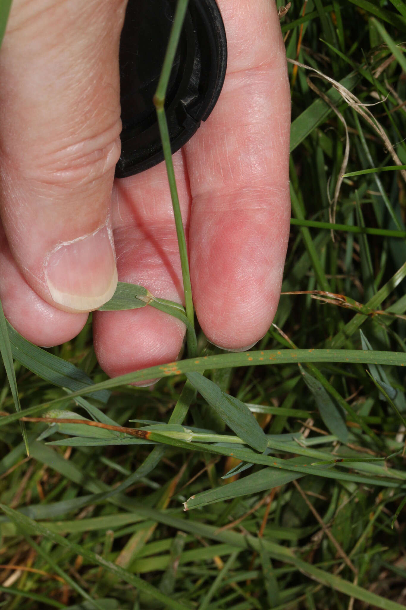 Image of Phleum bertolonii DC.