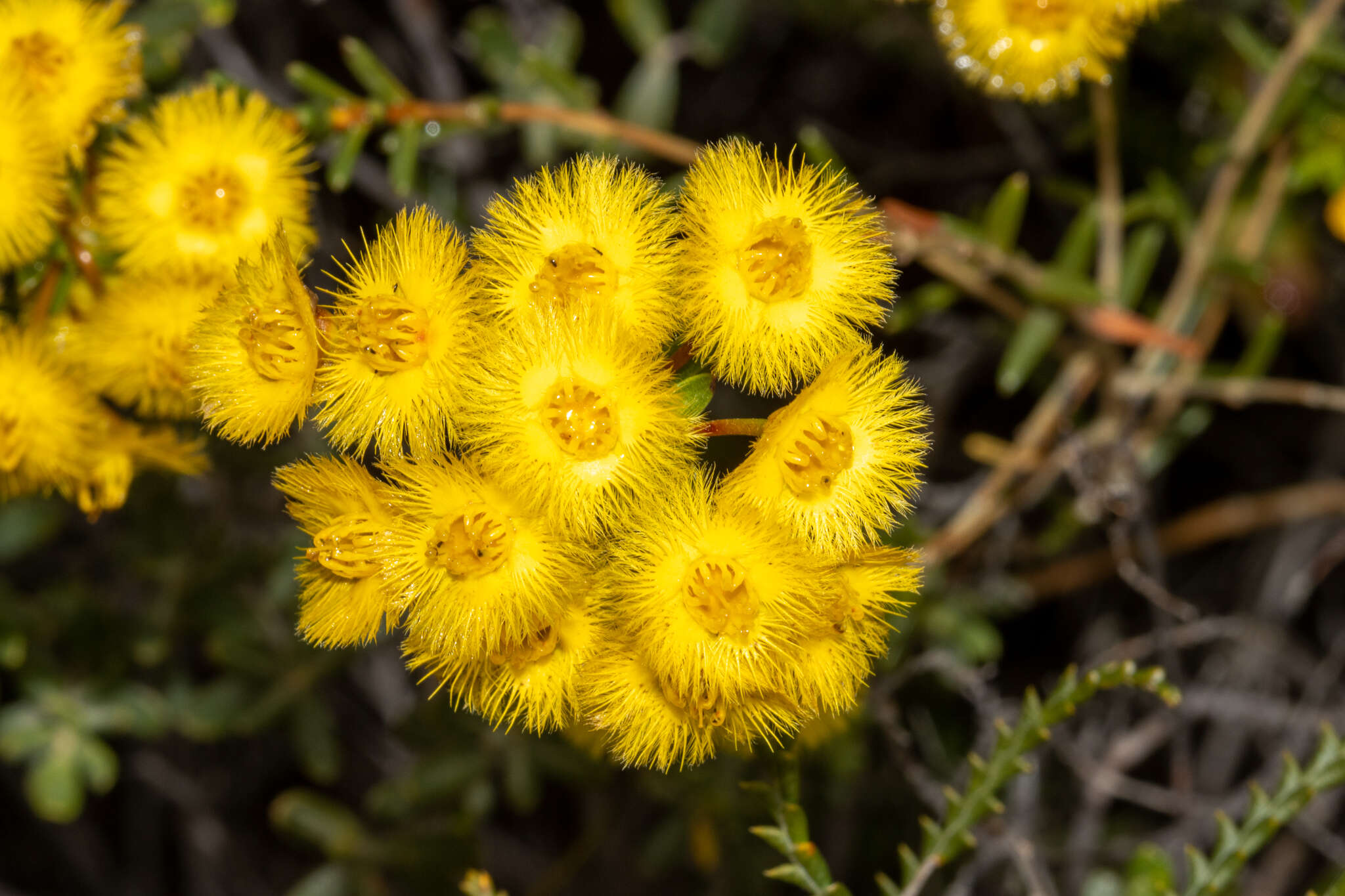 Image of Verticordia nobilis Meissner