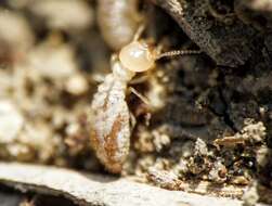 Image of Reticulitermes urbis Bagnères, Uva & Clément 2003