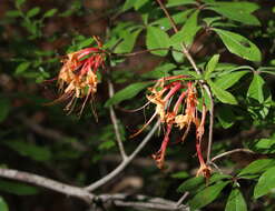 Image of orange azalea