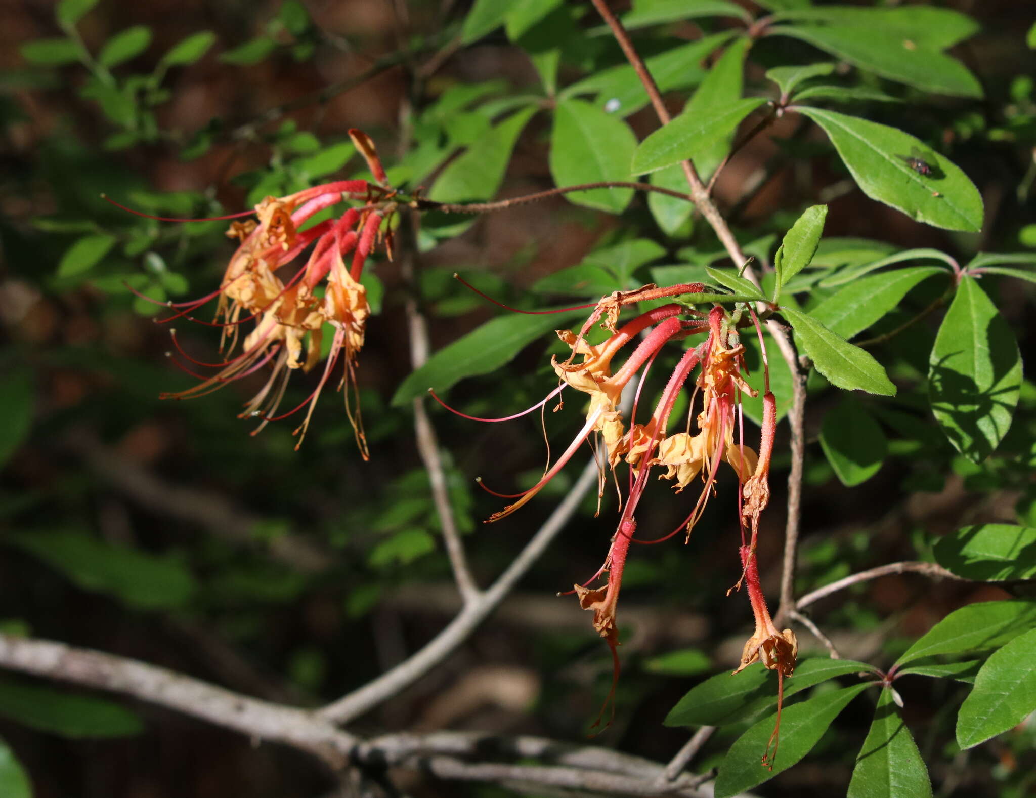 Imagem de Rhododendron austrinum (Small) Rehd.