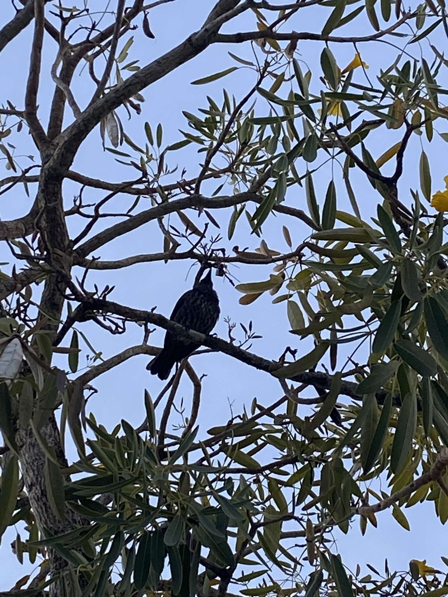 Image of Micronesian Starling