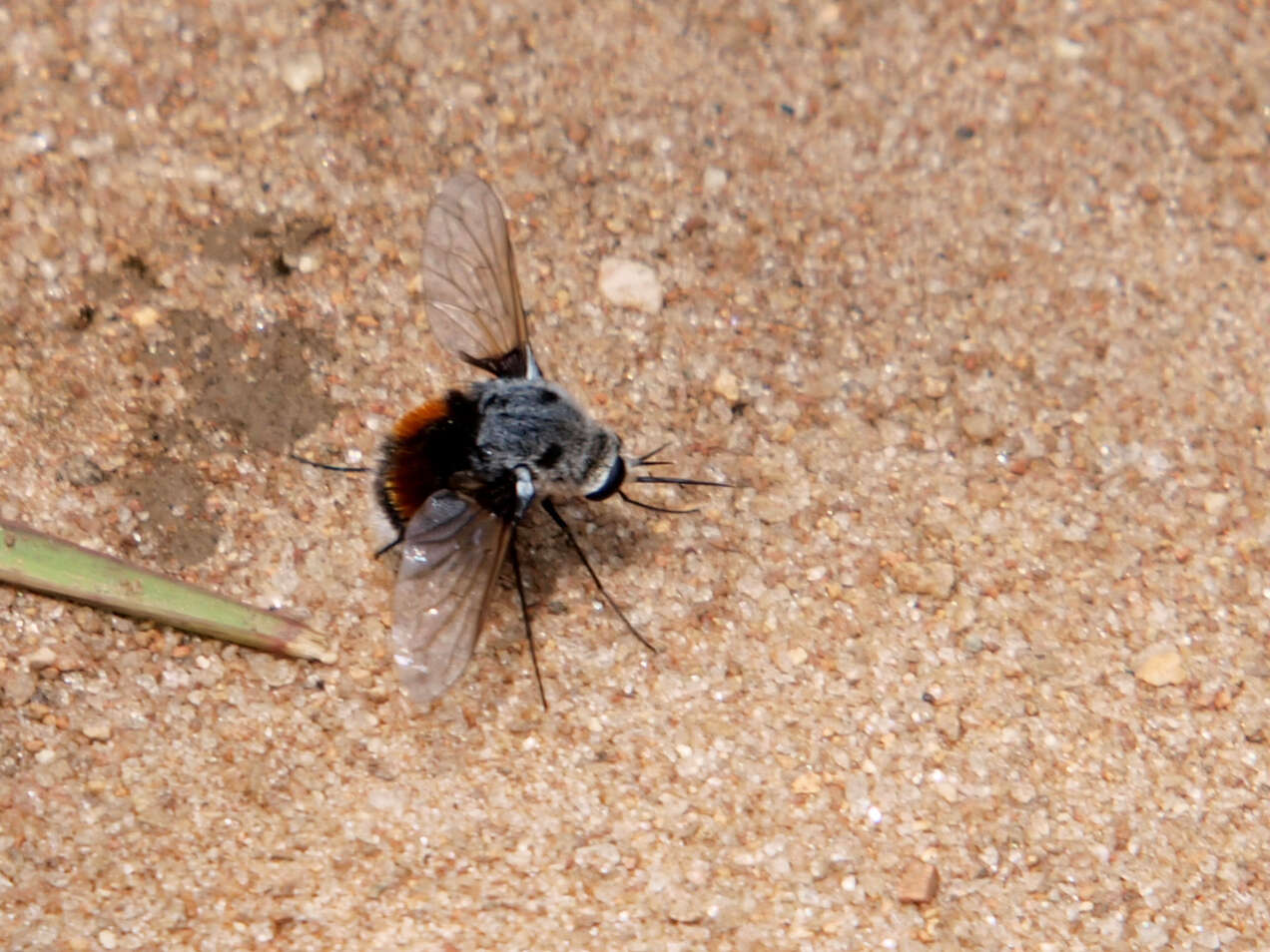 Image of Bomb Bombom