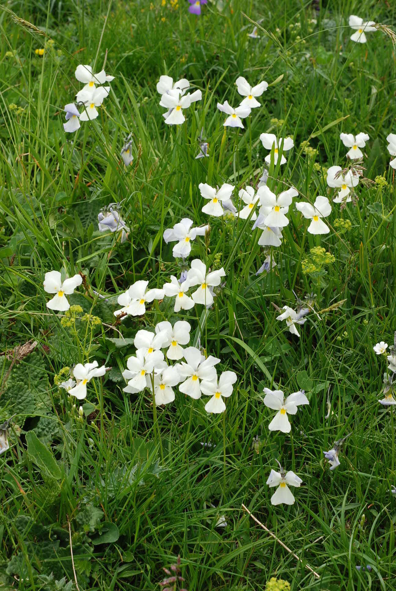 Image of Viola culminis F. Fen. & Moraldo