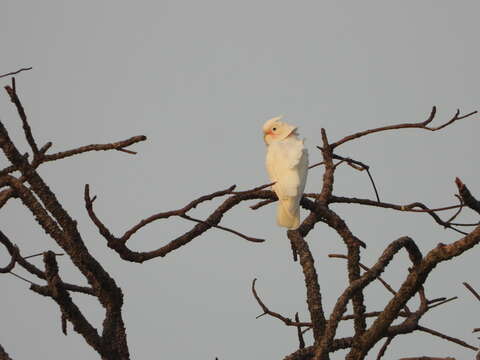 Image of Goffin's Cockatoo