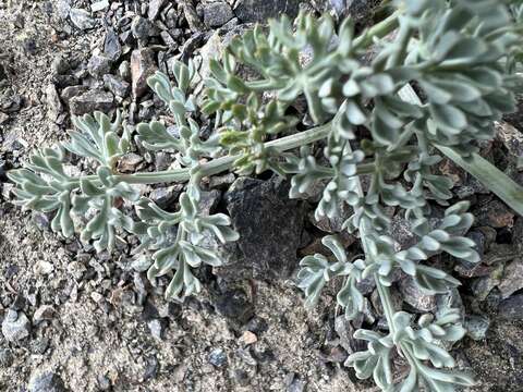 Image of Wenatchee desertparsley