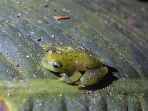 صورة Cochranella granulosa (Taylor 1949)