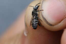 Image of Broad-footed Cellophane Bee