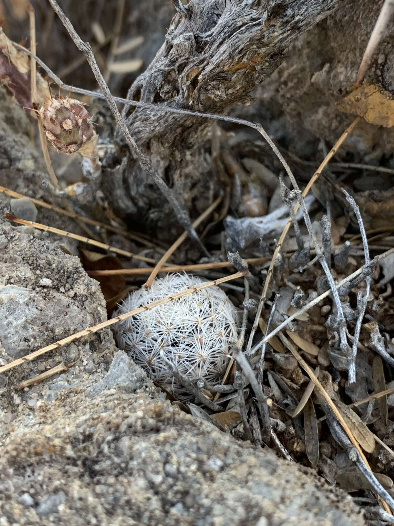 Image of Mammillaria lasiacantha subsp. lasiacantha