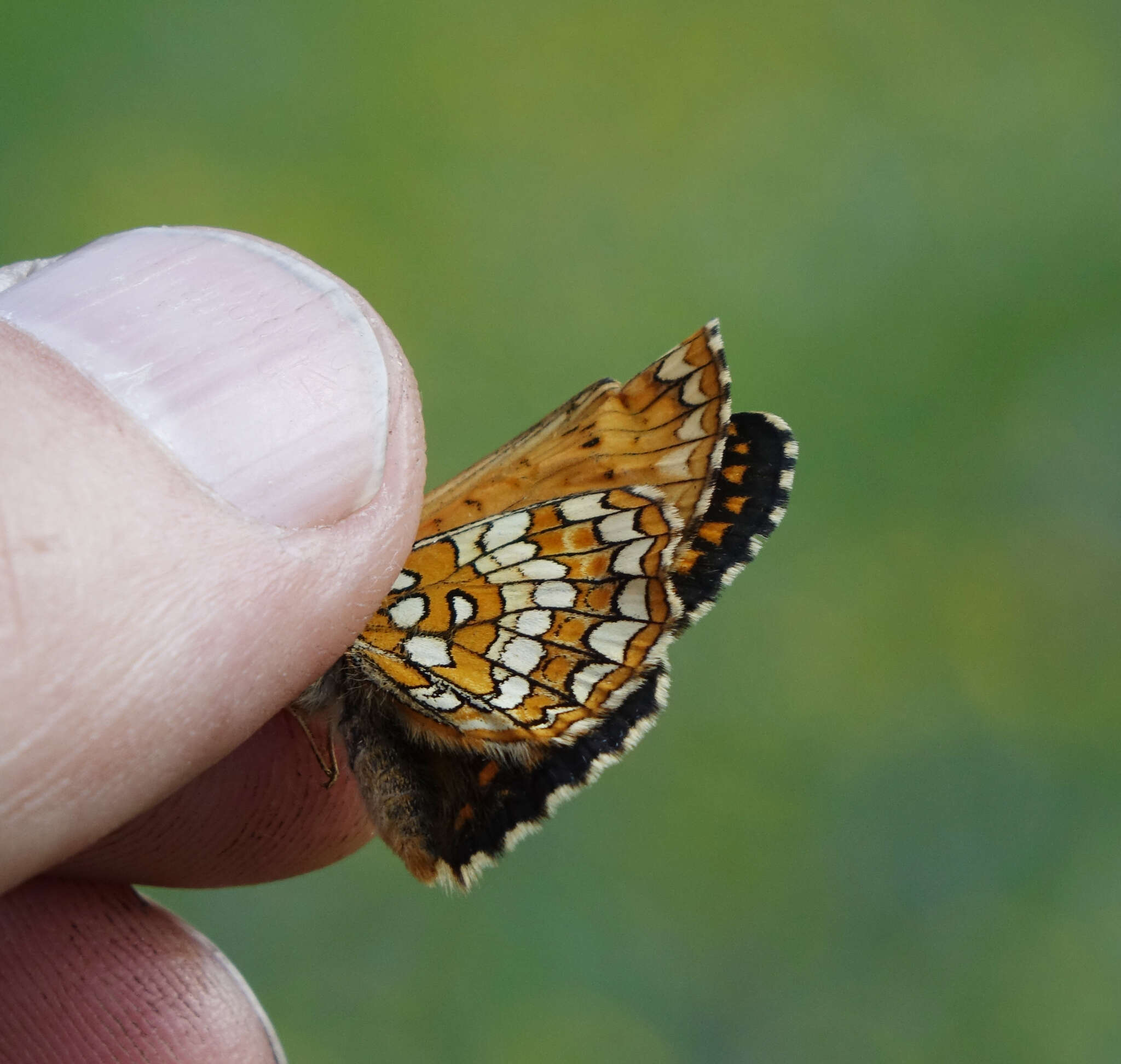 Image of Melitaea arcesia Bremer 1861