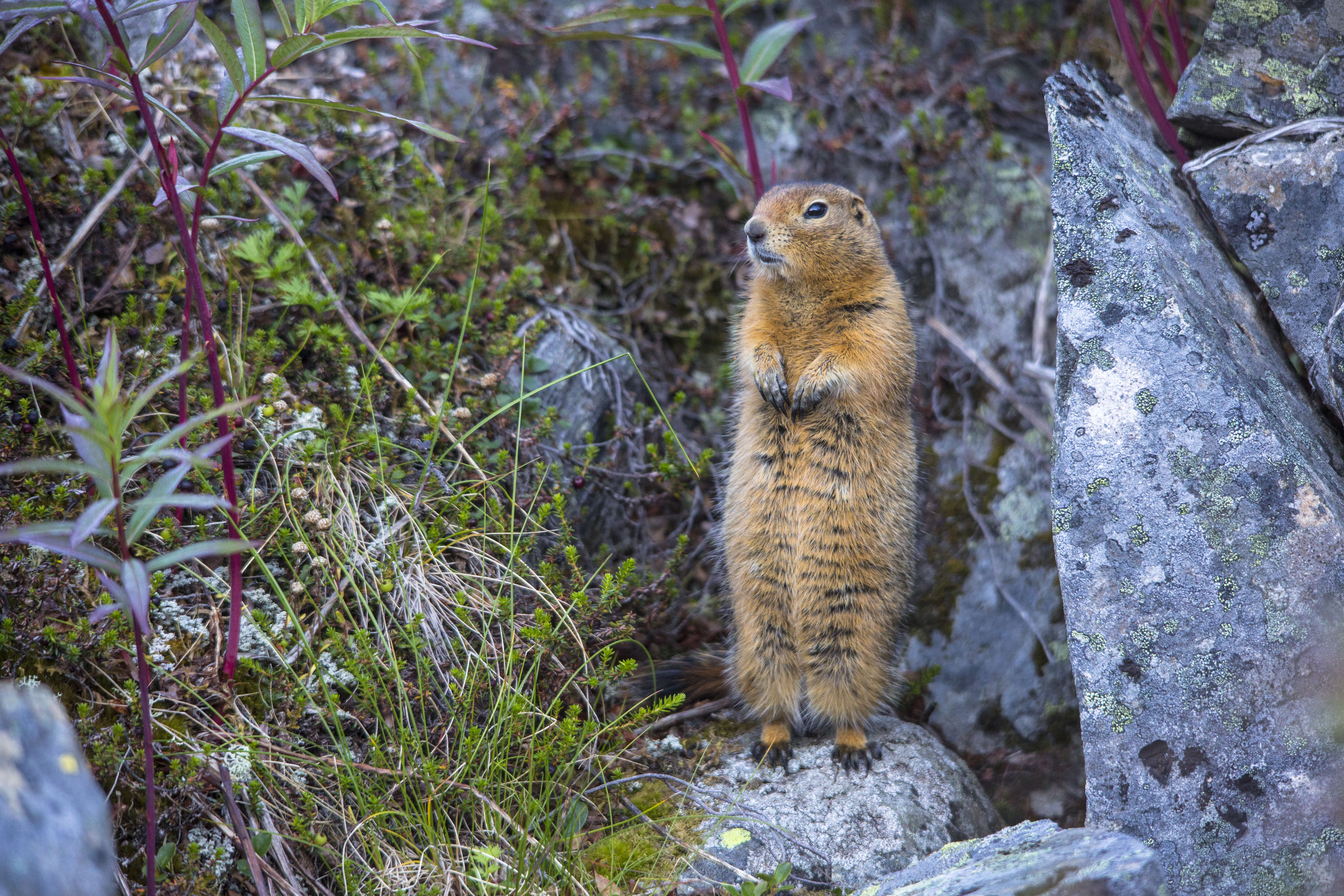 Image of Arctic ground squirrel