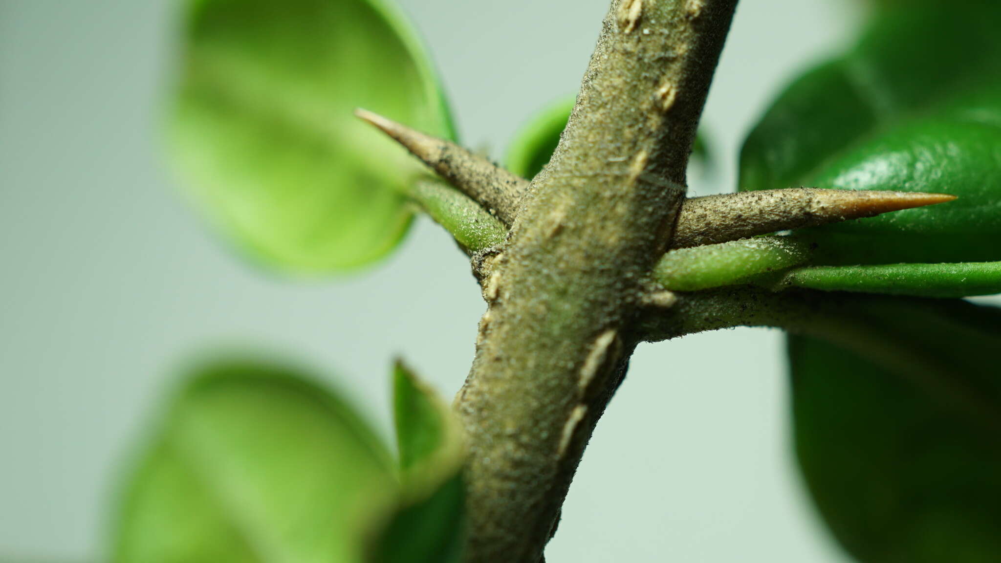 Image of Duranta mutisii L. fil.