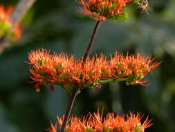 Image de Combretum paniculatum Vent.