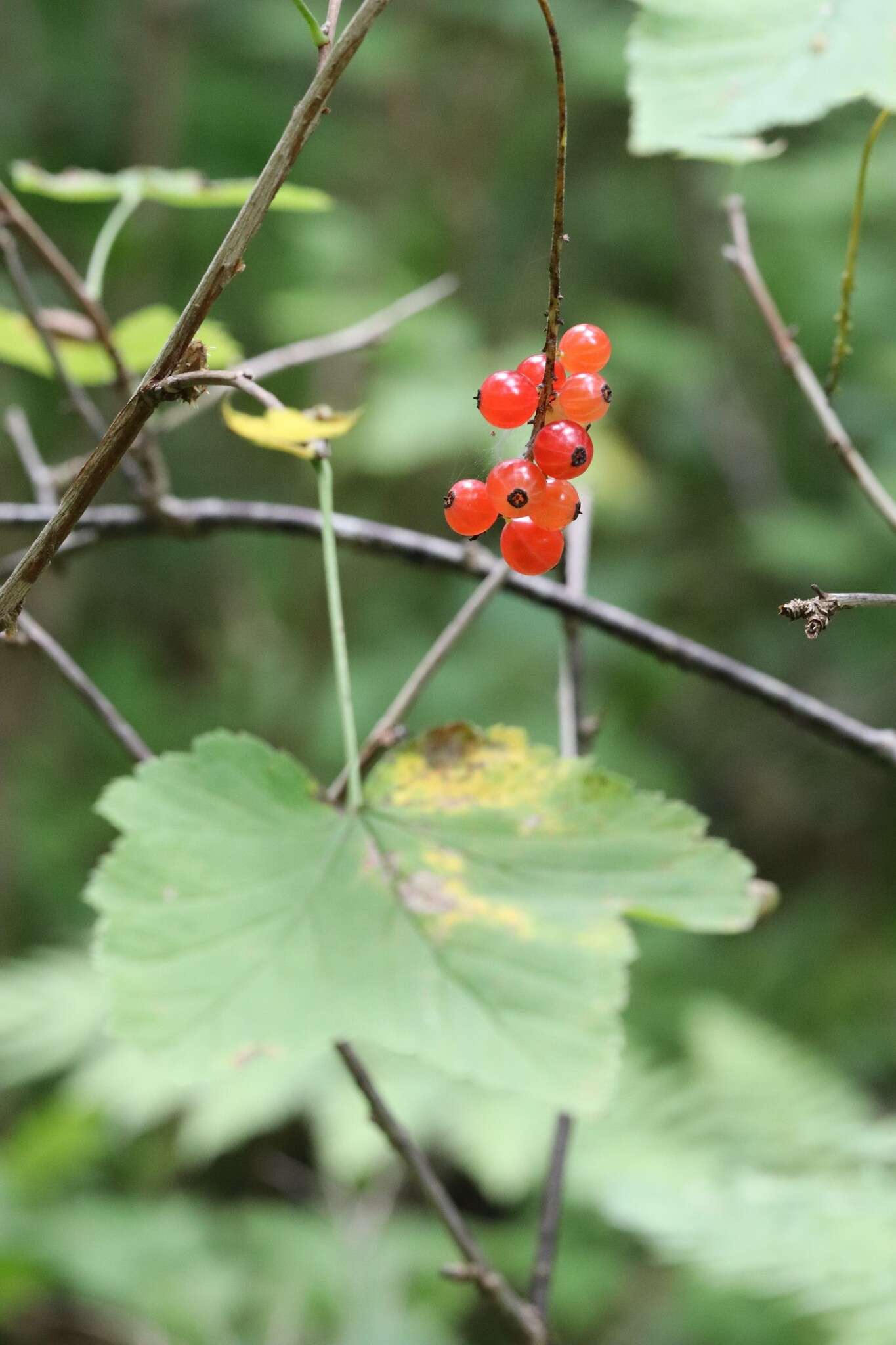 Sivun Ribes mandshuricum (Maxim.) Kom. kuva