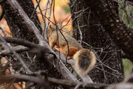 Image of Sciurus nayaritensis chiricahuae Goldman 1933