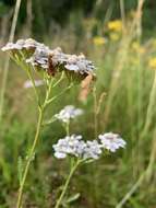 Image of Phytocoris varipes Boheman 1852