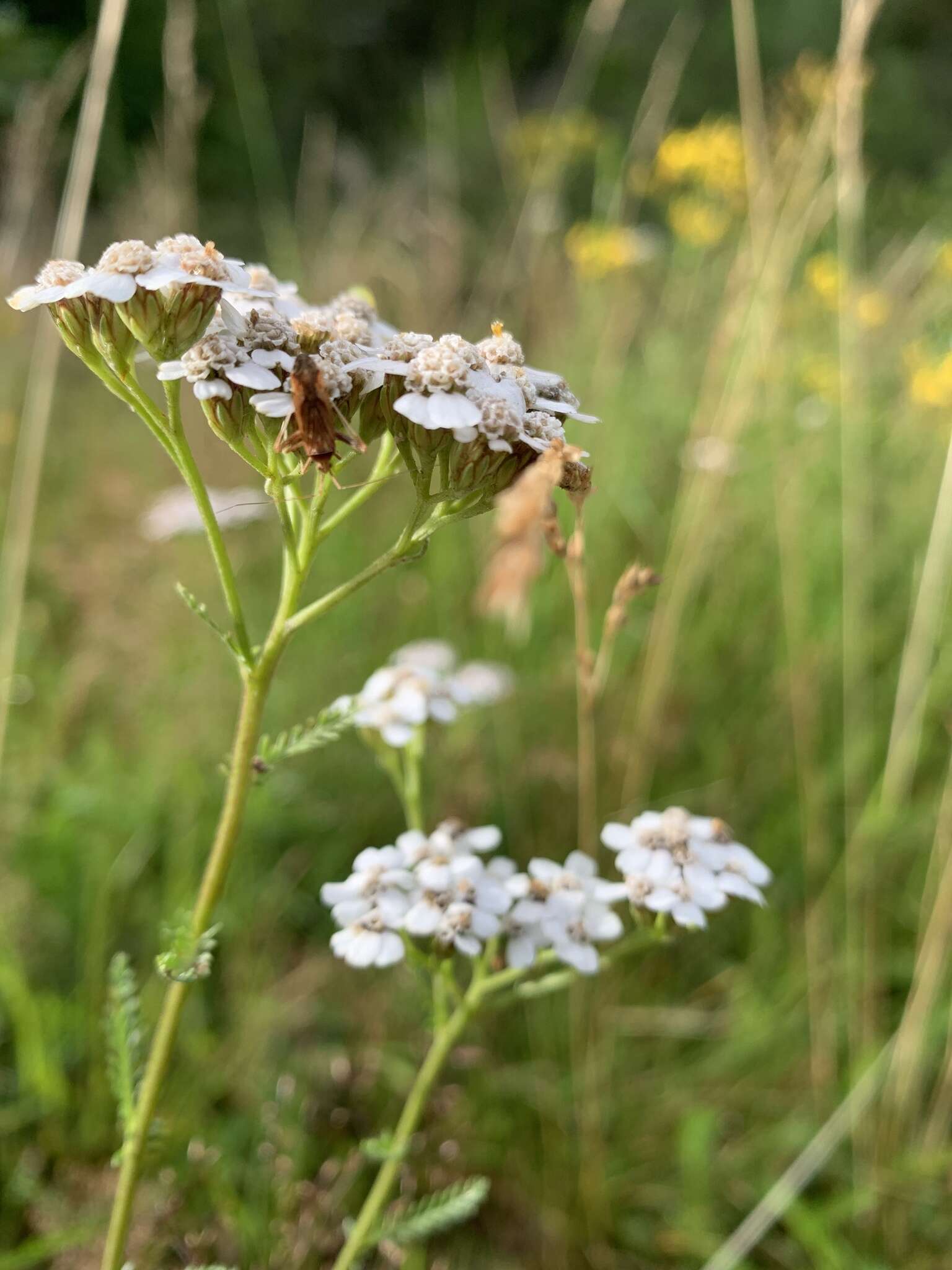 Image of Phytocoris varipes Boheman 1852