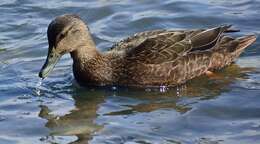 Image of American Black Duck