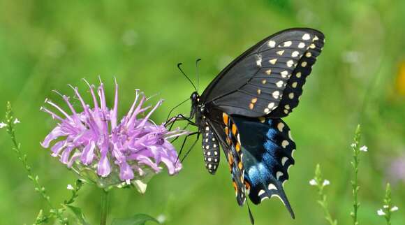 Image of Black Swallowtail