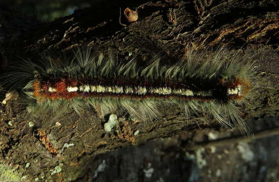 Image of Eutricha obscura