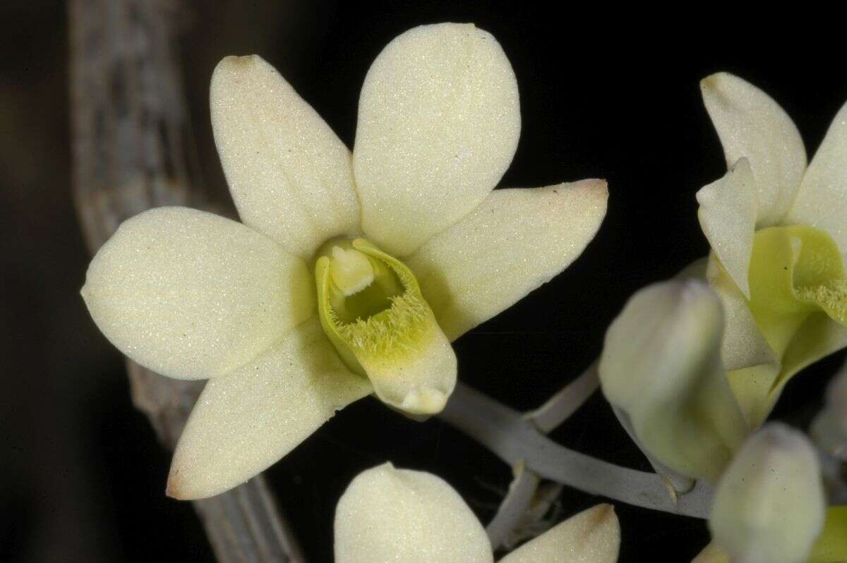 Слика од Dendrobium ovatum (L.) Kraenzl.