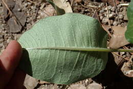 Image of mahogany milkweed