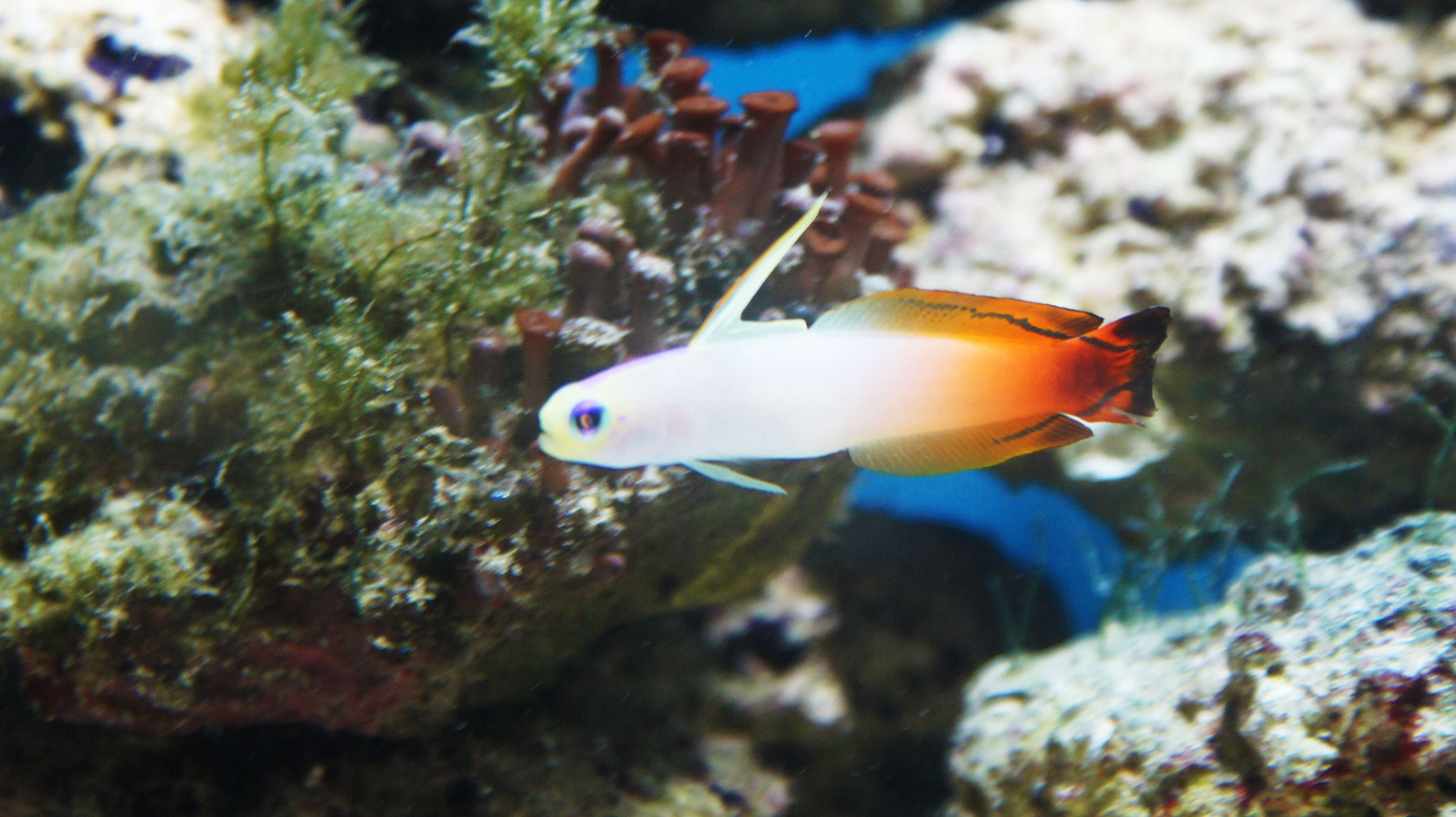 Image of Fire Dartfish