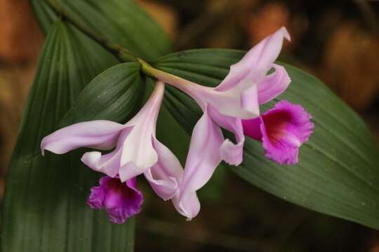 Image of Sobralia decora Bateman