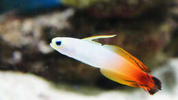 Image of Fire Dartfish