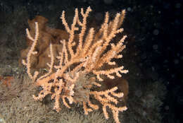 Image of Broad Sea Fan