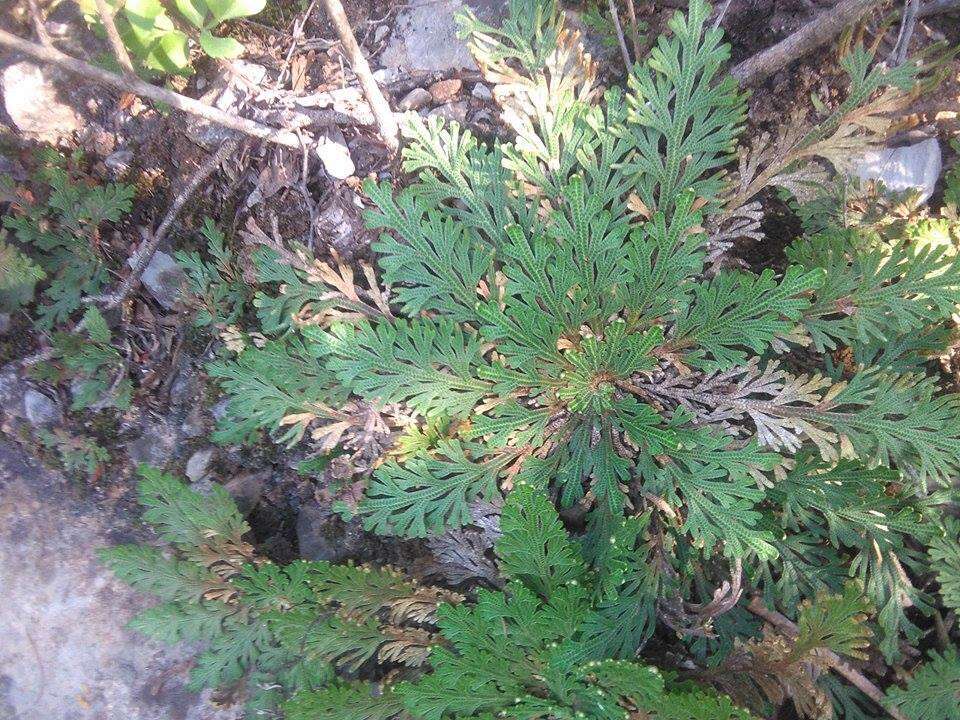 Selaginella lepidophylla (Hook. & Grev.) Spring resmi