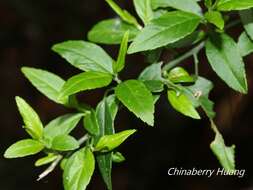 Prinsepia scandens Hayata的圖片