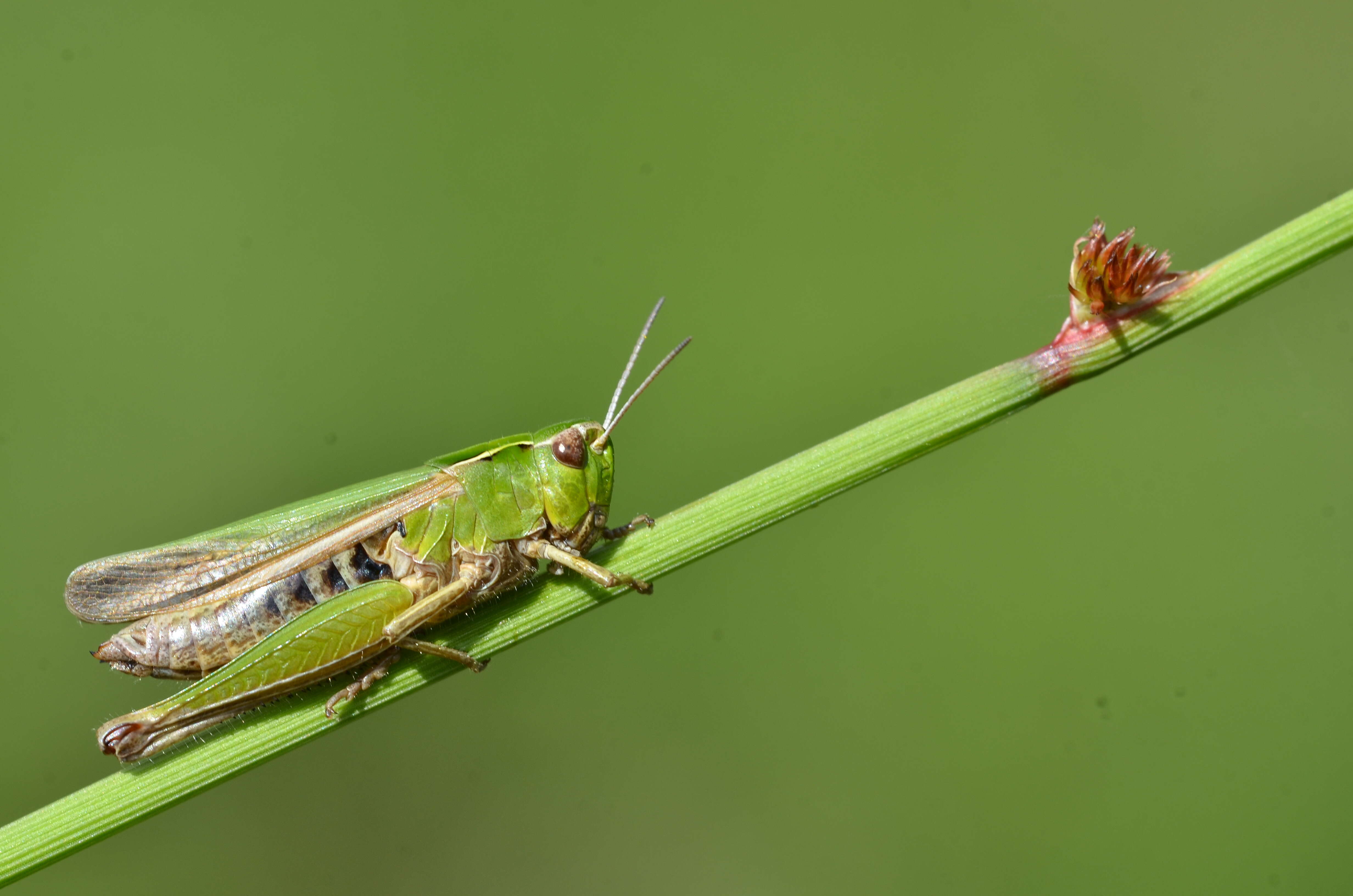 Image of Common green grasshopper