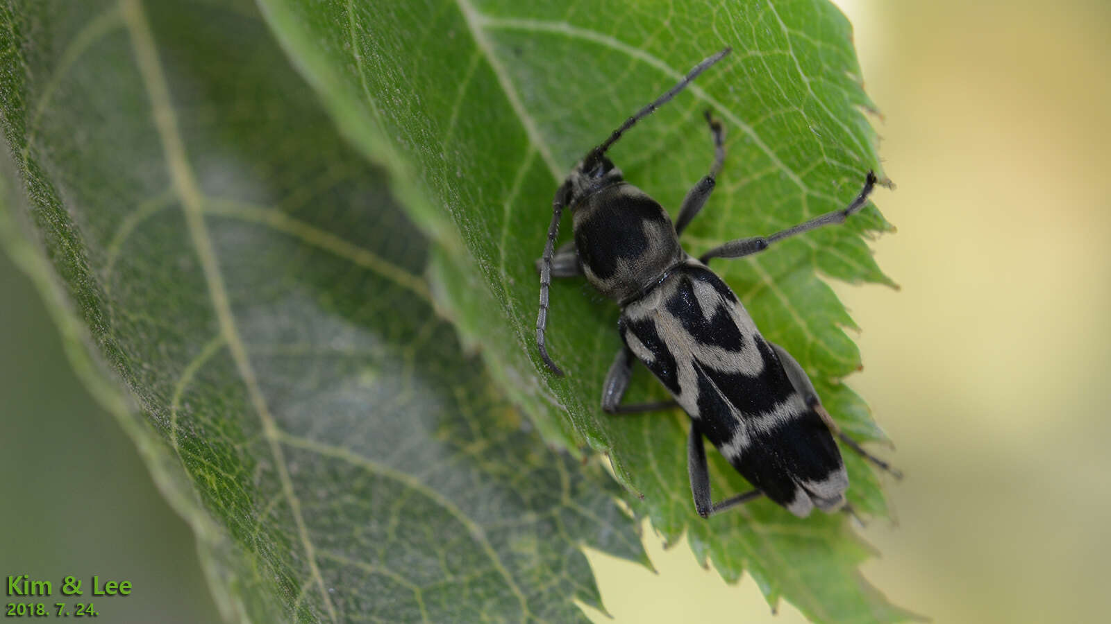 Image of Chlorophorus diadema (Motschulsky 1854)