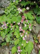 Image of Begonia ravenii C. I. Peng & Y. K. Chen