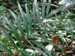صورة Taenitis blechnoides (Willd.) Sw.