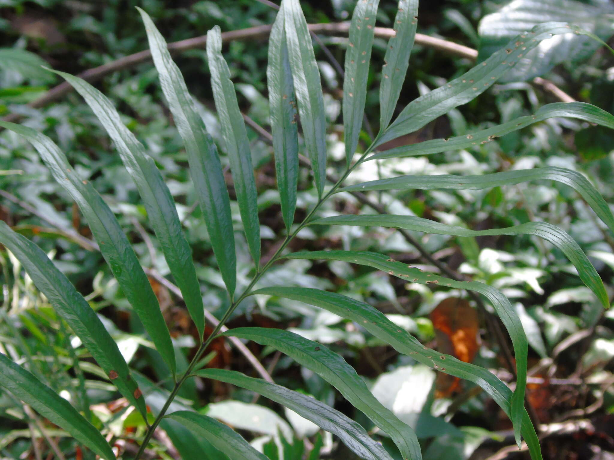 Image of ribbon fern